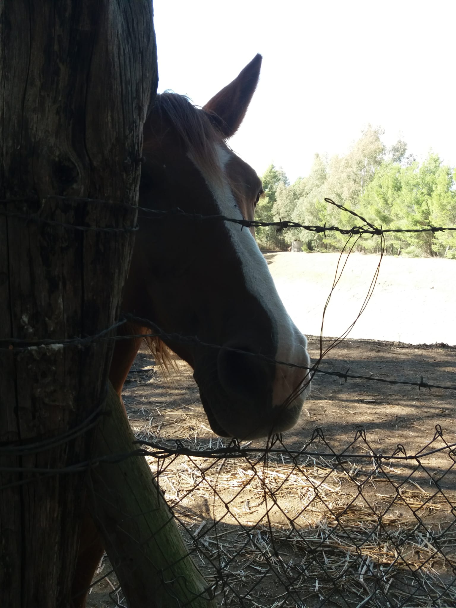 Un dolcissimo cavallo